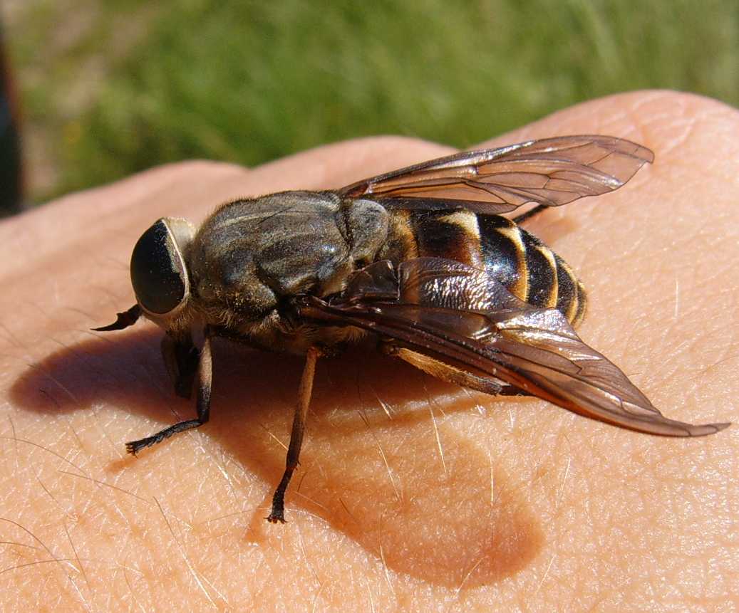 Tabanus sudeticus, femmina